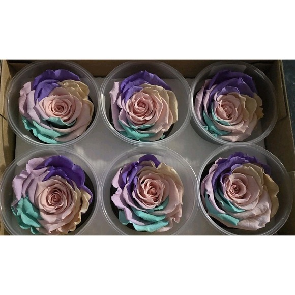Preserved Roses Forever Roses 6 Pack Multi Color XL  Ecuador - Picture 1 of 8